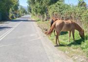 Caballos en la ruta siguen preocupando en camino a Embalse Ancoa