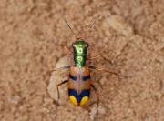 Escarabajo tigre de la Chiquitania pone a Bolivia en la final de un concurso mundial de conservación