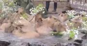 ¡Aguas termales y flores! Capiguaras disfrutan de un baño especial en el zoológico