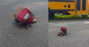 Video: Tortuguita con mochila enternece y recuerda con nostalgia a ‘Franklin’