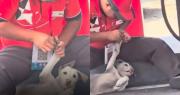 ¡Enternecedor! Trabajador de gasolinera le corta las uñas a un perrito callejero
