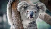El koala supera al perezoso como el animal que más duerme
