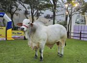 Con 1.235 kilos, Jaron FIV LS se corona como el toro más pesado