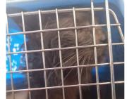 Alcaldía destaca rescate exitoso de gato atrapado en San Pedro y coordina su atención veterinaria