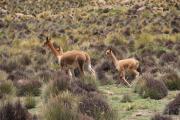 Bolivia Inicia monitoreo de vicuñas en áreas protegidas