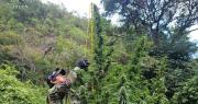 Intervienen plantación de marihuana con plantas de hasta 2 metros de altura