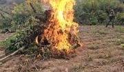 Felcn incinera 5 toneladas de marihuana en Aiquile y secuestra 221 paquetes de cocaína en Achica Arriba