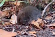 Argentina pone a disposición pruebas de hantavirus a países afectados por brote en crucero