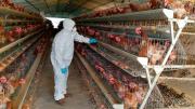 El pollo no se puede guardar: avicultores alertan pérdidas por bloqueos