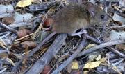 Sedes de Tarija descarta emergencia por hantavirus