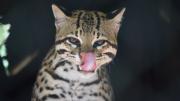 La biodiversidad se exhibe en la Larga Noche de los Museos