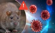 El SEDES descarta riesgo de hantavirus y activa controles en zona fronterizas con Tarija
