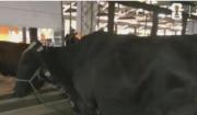 Esmeralda, la vaca más lechera, será una de las atracciones de la Exponorte 2026