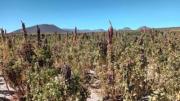 Producción agrícola de Oruro representa solo el 1% nacional