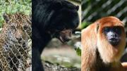 Senda Verde alerta que no tienen comida para alimentar a casi 1.200 animales por los bloqueos
