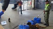 Wayra, can antidrogas, detecta droga líquida en cajas de vino que iban de Santa Cruz a Panamá