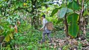 “Bosque Farmacia”, la apuesta por plantas medicinales y economía sostenible desde la conservación