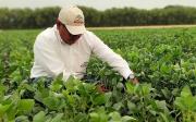 Exige liberar exportaciones y abrir paso a la biotecnología