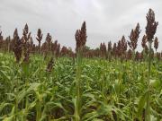 Cosecha de invierno va al 80% y productores piden diésel para concluir con la siembra