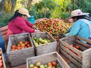 “Estamos vendiendo a pérdida”: productores de los Valles piden soluciones al Gobierno