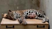 Shiva, jaguar herida con 90 perdigones, corre riesgo si bloqueos impiden su traslado a La Paz