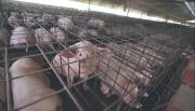Santa Cruz ya puede exportar carne de cerdo tras aval sanitario