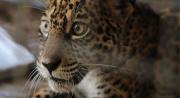 La cachorra de jaguar Shiva no puede recibir atención médica por los bloqueos