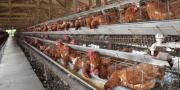 Avicultores cruceños alertan que en seis semanas disminuirá la oferta de pollo y se elevarán los precios
