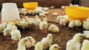 Bloqueos golpean al sector avícola de Pocona: falta alimento y aumenta mortalidad de aves