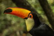 Dietas improvisadas: Senda Verde afecta a la nutrición de más de 70 especies de animales