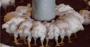 Más de 100.000 pollos mueren de hambre: “Estamos en estado de desesperación”, alertan los productores de Pocona