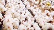 Cantidad de pollo que producen Santa Cruz y Cochabamba ya no alcanzará para cumplir la demanda