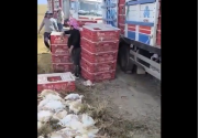 Avicultores de Pocona, Cochabamba, pierden 70.000 aves por agresiones de bloqueadores