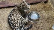 La jaguar Shiva está en buen estado y será dada de alta, pero no podrá ser reinsertada a su hábitat