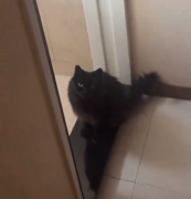Gatito conquista las redes con maullidos al estilo de Michael Jackson