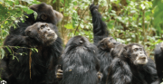 Una “guerra civil” de chimpancés muestra el peligro de la división