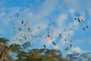 El canto de los pájaros