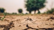 Cambio climático y salud: las enfermedades que aumentan con las temperaturas extremas y amenazan a millones