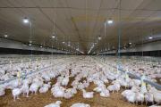 Bloqueos dejan 120.000 litros de leche sin mercado y 100.000 pollos sin alimento