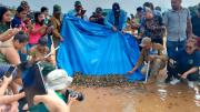 Beni: Liberan a 2 mil tortuguitas de peta de río en el Día Mundial del Medio Ambiente