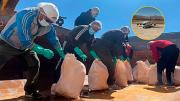 Llegan más de 7.000 kilos de pollo a Oruro a través de un puente aéreo