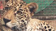 Senda Verde: El refugio de Shiva y de otros 1.200 animales silvestres que sobrevivieron a la violencia