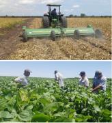 Crisis en el agro cruceño: sin dólares peligra la producción