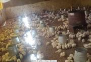 Avicultores de Otuyo claman por ayuda para salvar a cientos de pollos