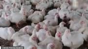 Sector avícola de Mairana remata el kilo de pollo a Bs. 5 por bloqueos en rutas al interior del país