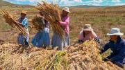 Productores de quinua denuncian caída de precios y freno de exportaciones por conflictos