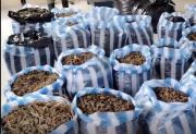 Incautan 145 kilos de marihuana que se encontraban en lote baldío