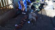 Hallan cráneos de perros en El Alto y la alcaldía anuncia controles a la carne en restaurantes y mercados
