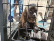 Zoonosis gestiona el traslado de mono capuchino rescatado a su hábitat natural
