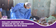 Hallan cráneos de animales en un contenedor de basura en Río Seco
